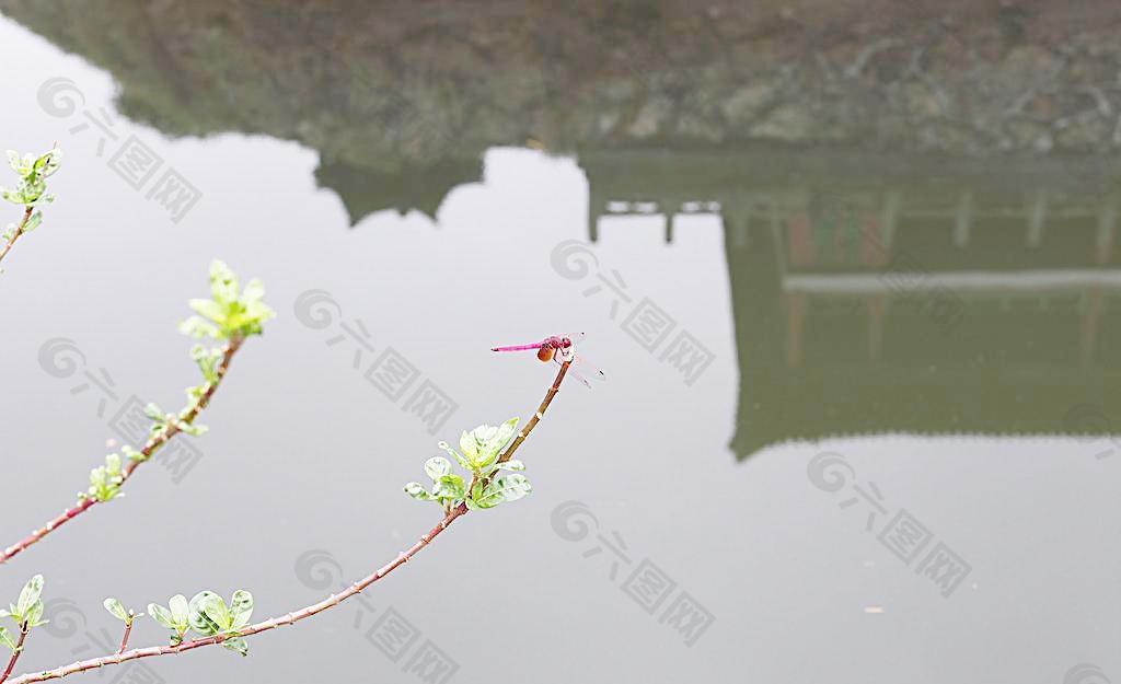 蜻蜓憩歇图片