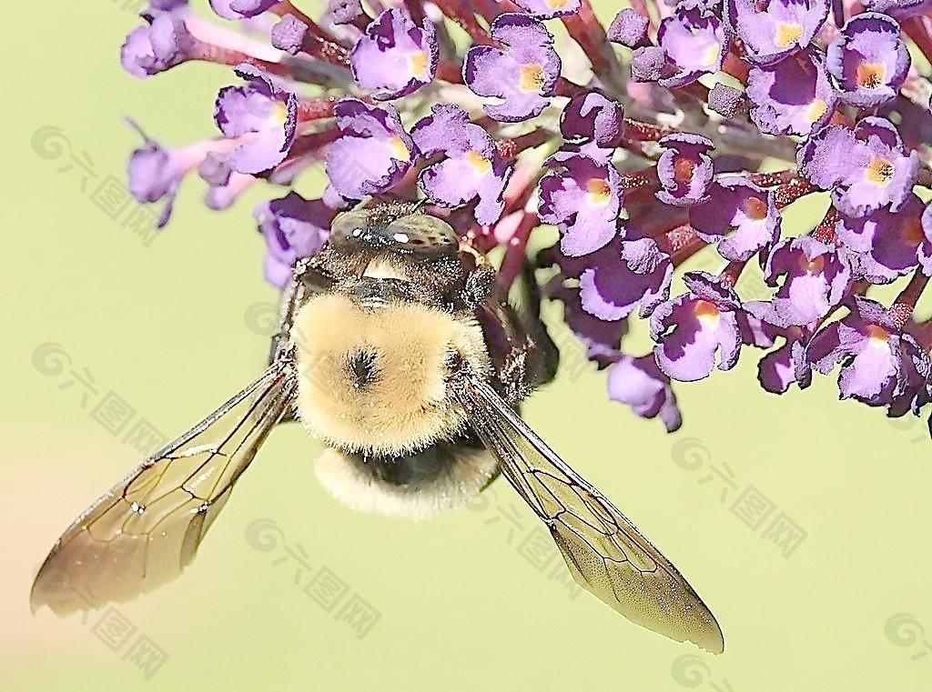 蜜蜂 采蜜图片