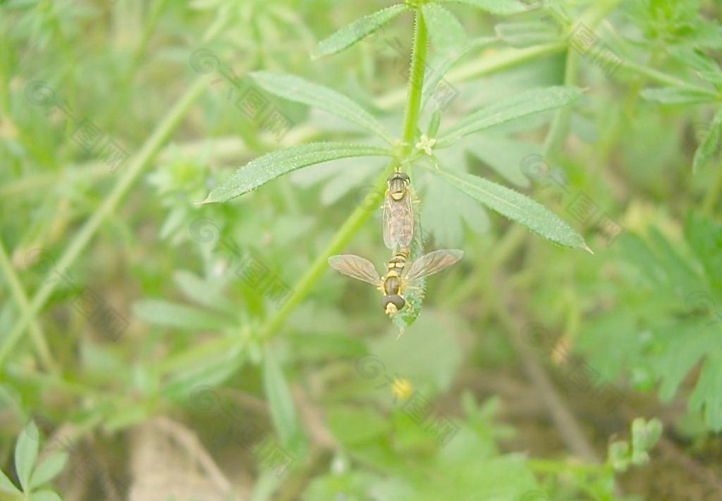 蜜蜂交尾圖片