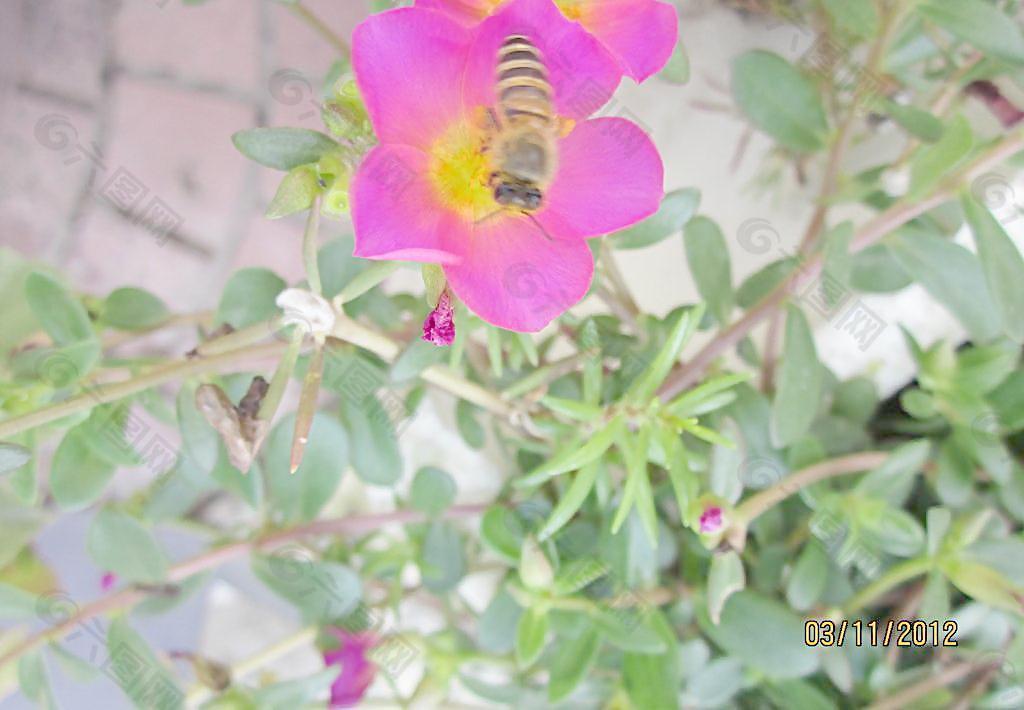 小蜜蜂采蜜忙图片