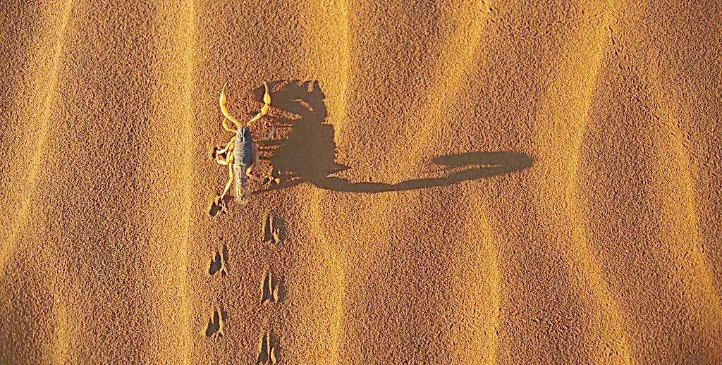 沙漠蝎子图片
