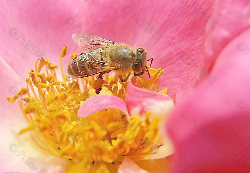 蜜蜂 花蕊 玫瑰图片