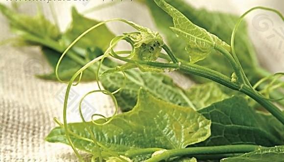丝瓜叶子图片