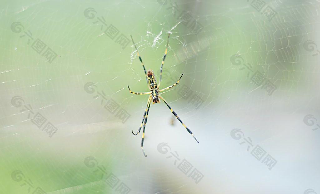 花斑蜘蛛图片