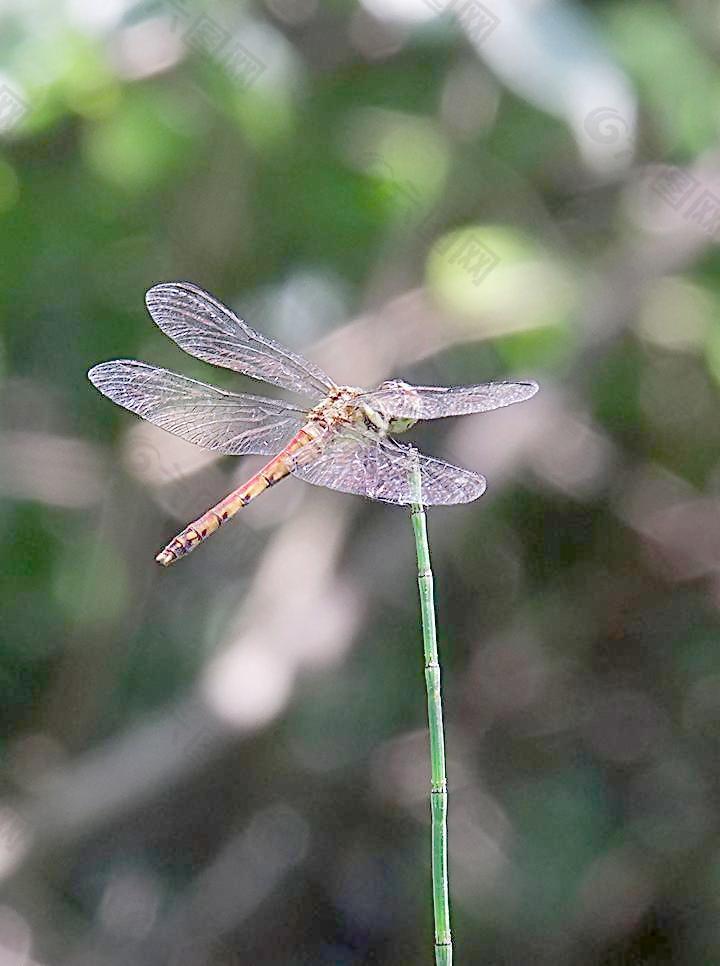 蜻蜓图片