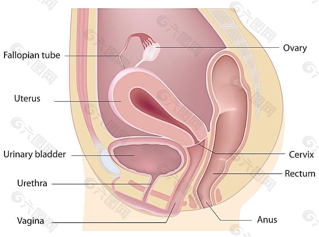 生殖系统图片