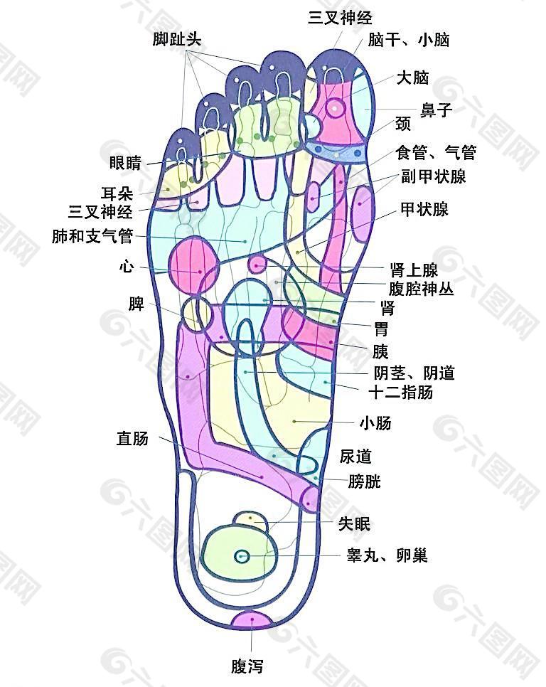 脚部的各个部位详细图图片