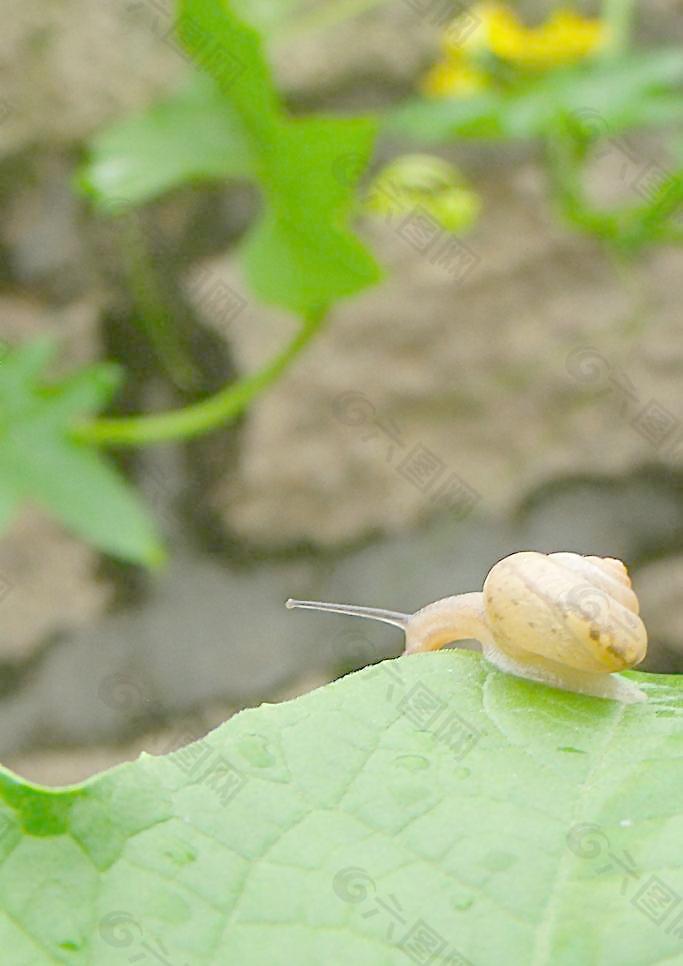 绿叶间的蜗牛图片