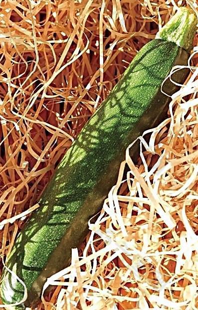 南瓜 嫩南瓜图片