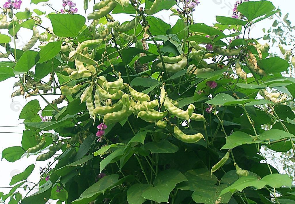 植物豆角图片