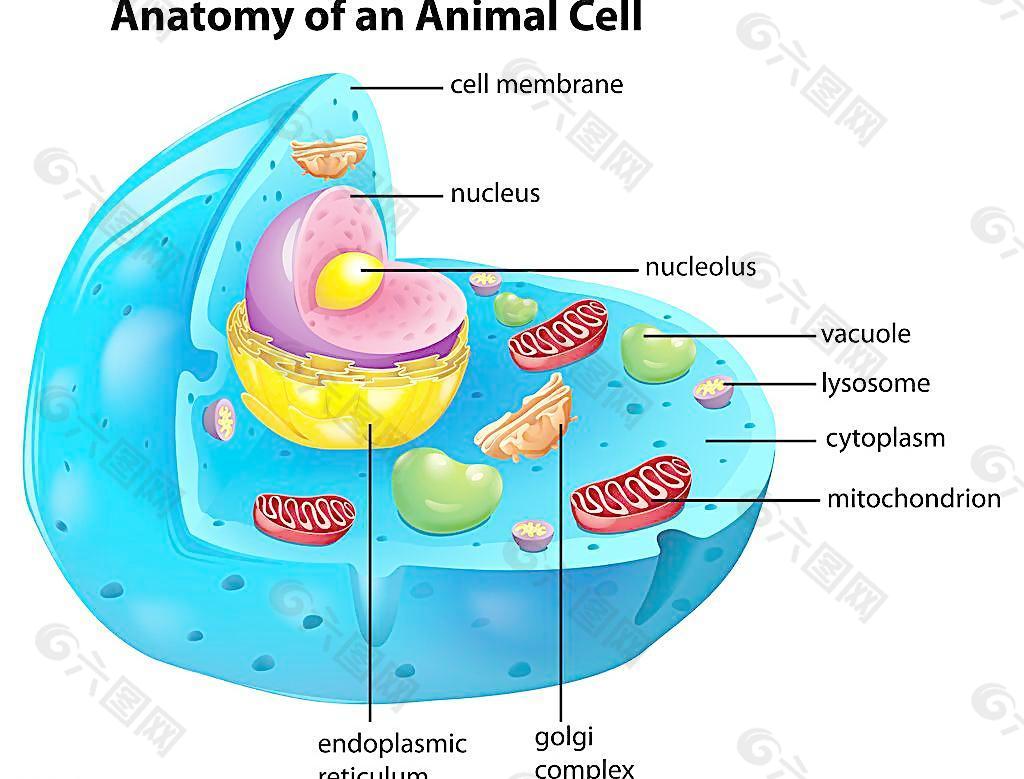 细胞 组图片