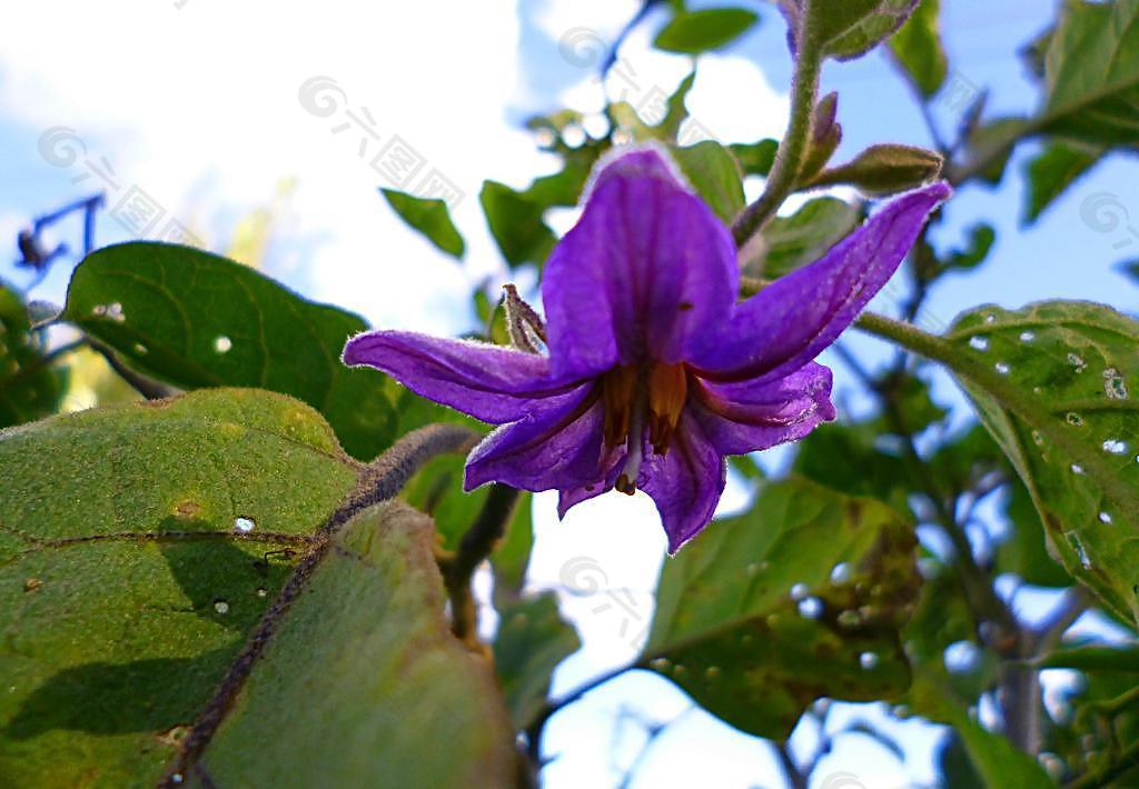 茄子花图片