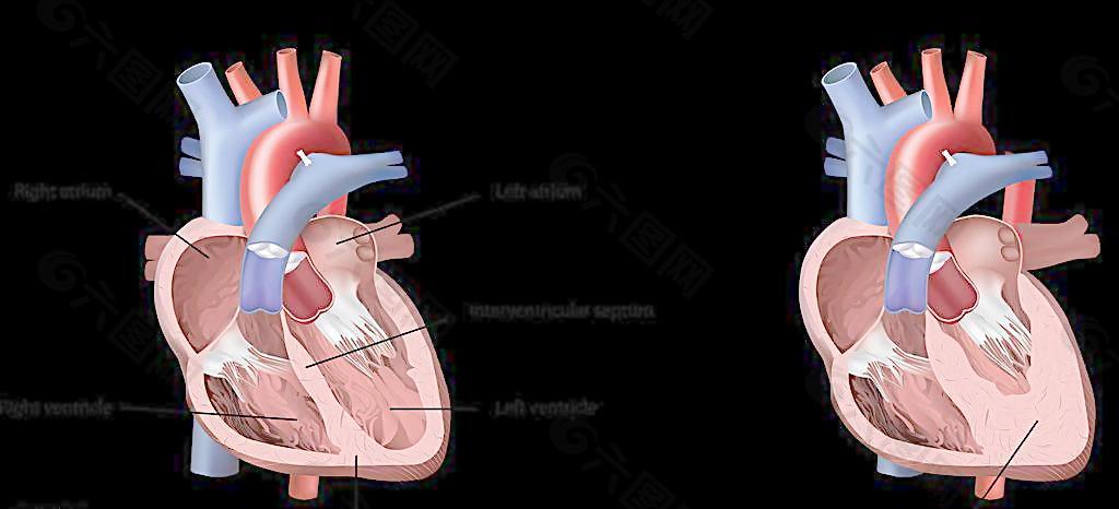 心脏图片