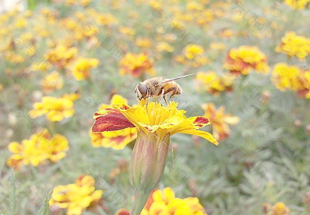 蜜蜂飞舞图片