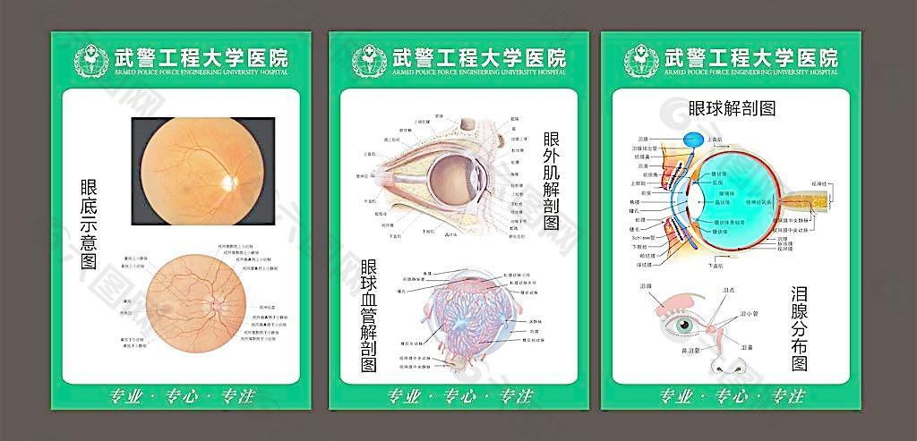 眼科 解剖图图片