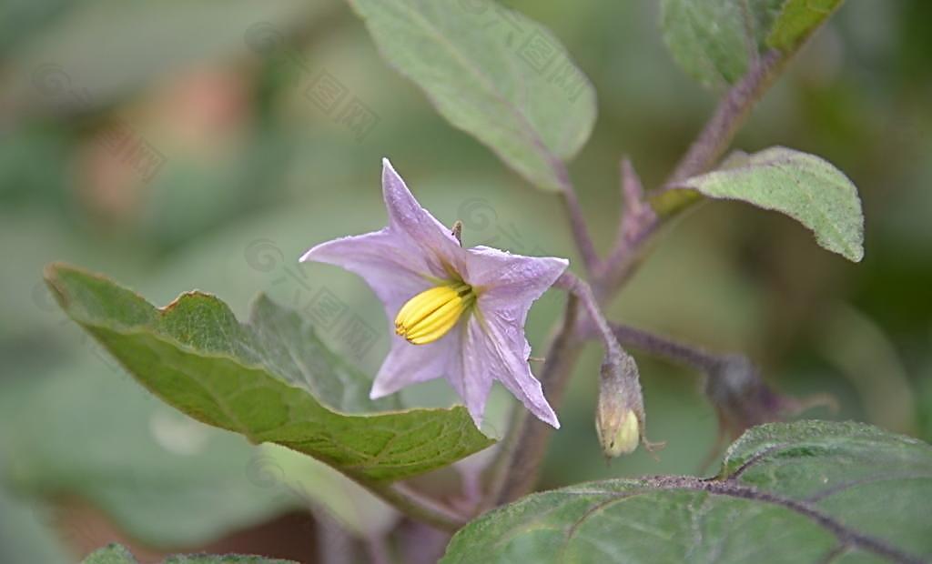 茄子花图片