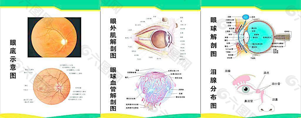 眼睛解剖图图片