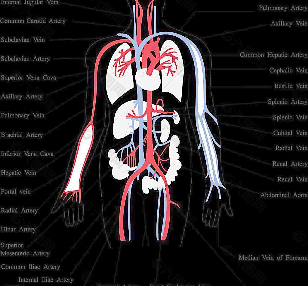 人体器官透视图 器官图片