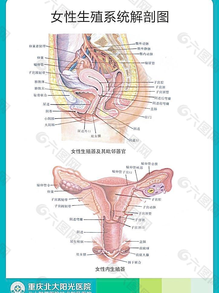 女性生殖系统解剖图图片平面广告素材免费下载图片编号3665415 六图网 0434