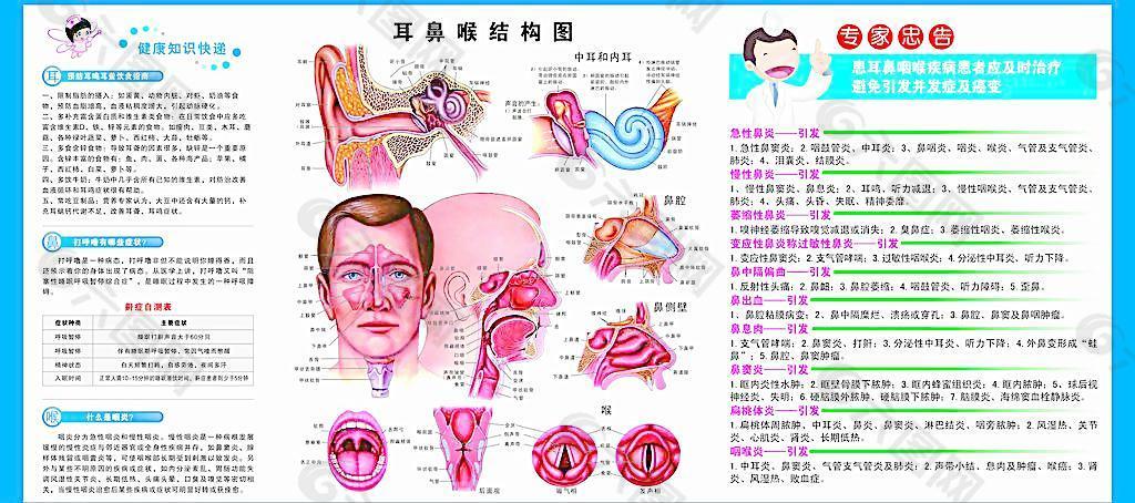 耳鼻喉科结构图解图片