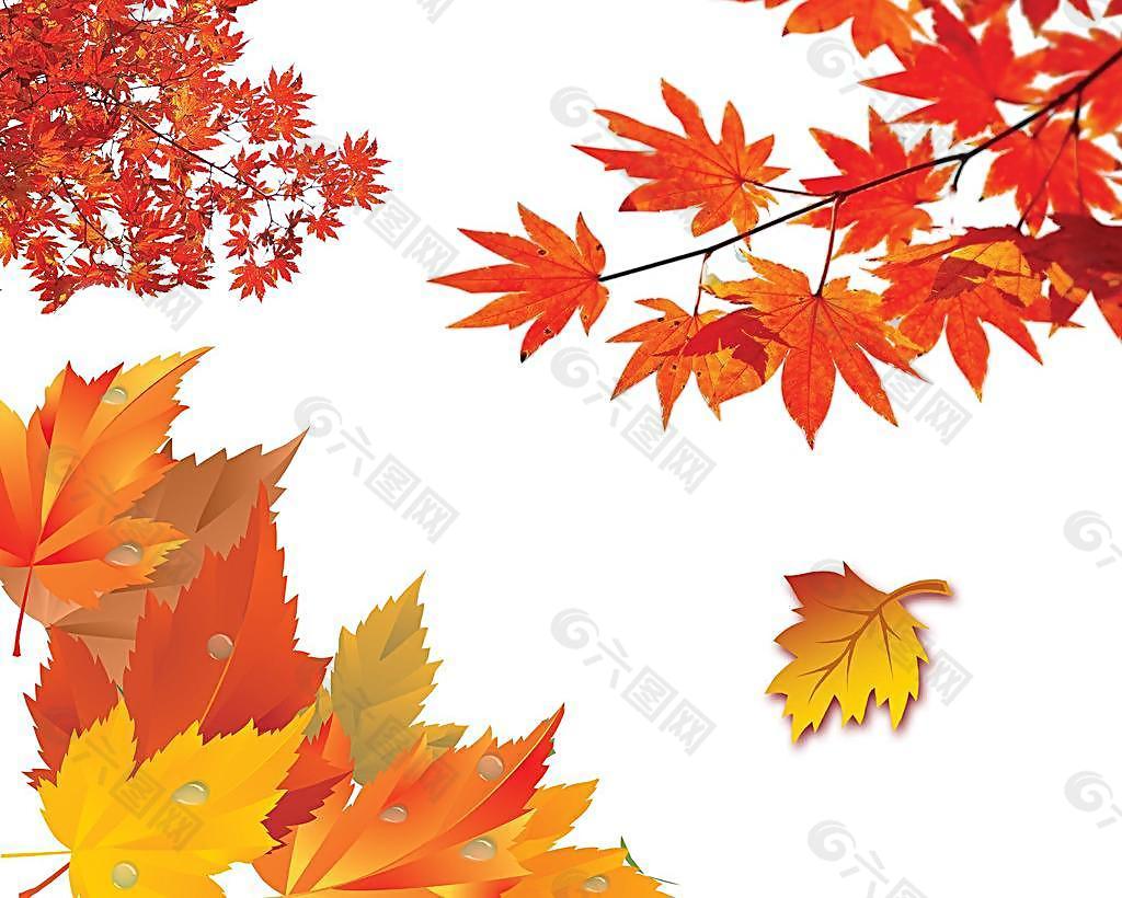 秋季素材 枫叶图片