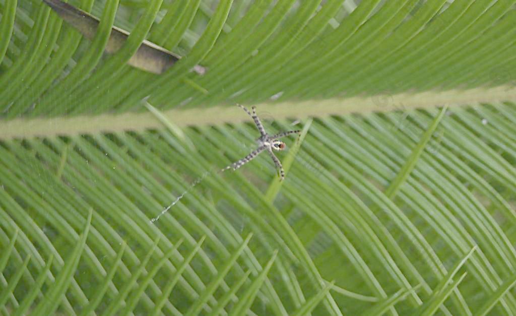 葵树 棕葵图片