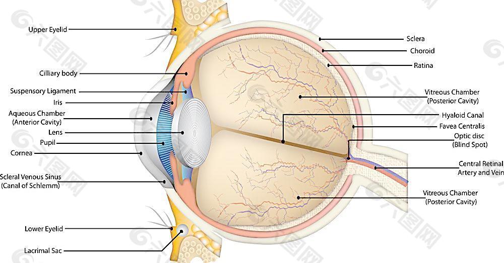 眼球解剖图图片