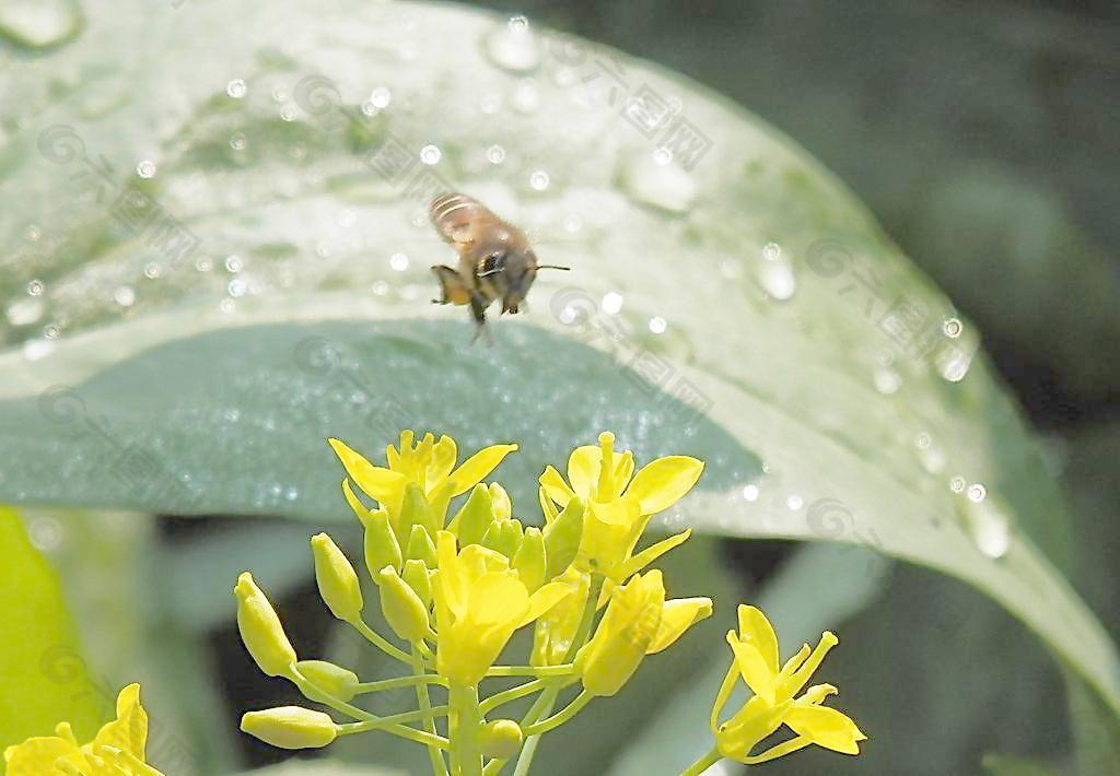 蜜蜂与油菜花图片