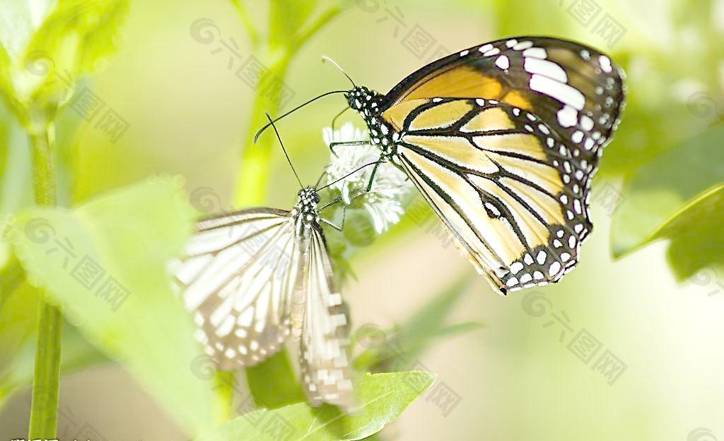 漂亮蝴蝶图片