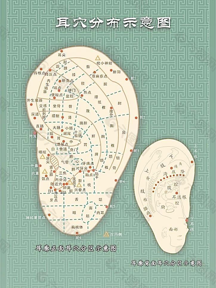 耳穴分布示意图图片