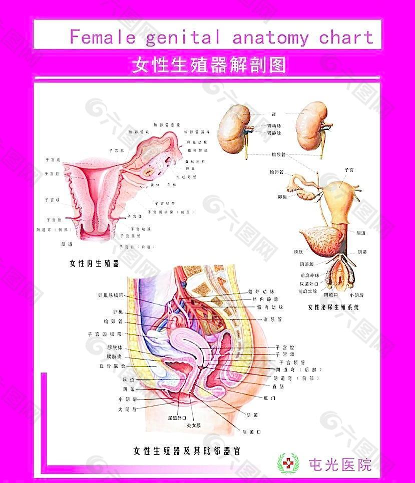 生殖器解剖图图片