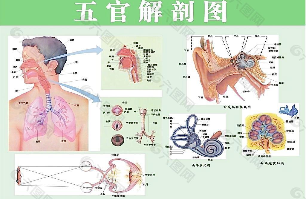 五官解剖图图片