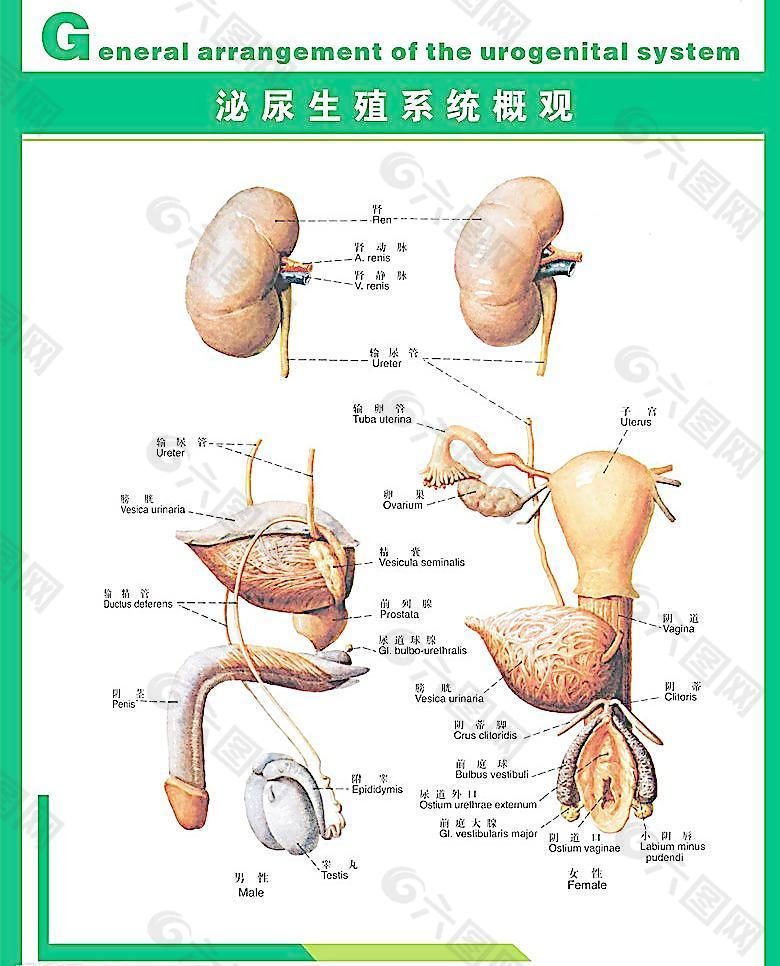 人体科普泌尿生殖系统图片