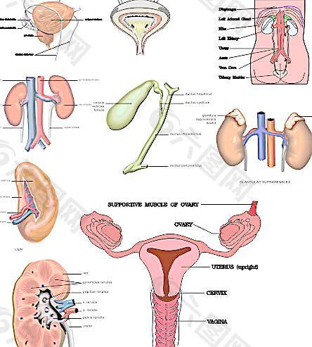 矢量泌尿系统解剖图图片