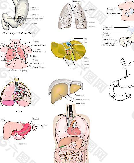 人体腹腔解剖图图片