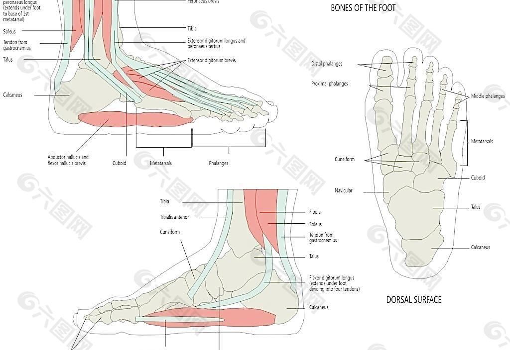 人体骨骼足部矢量图图片