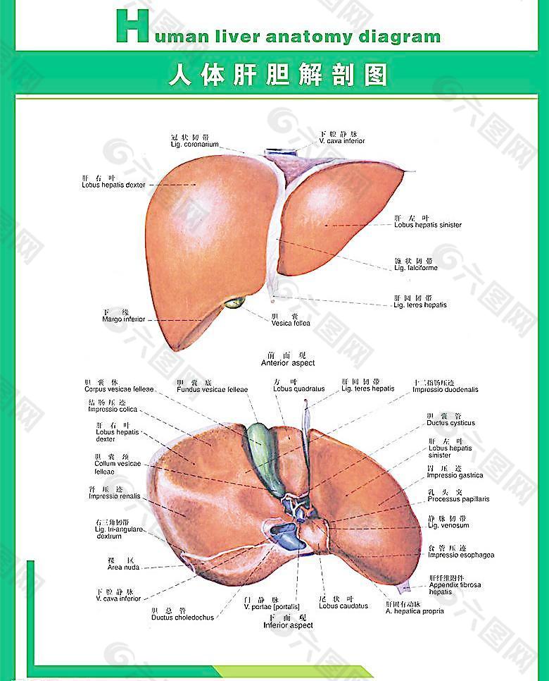 人体科普人体肝胆解剖图片