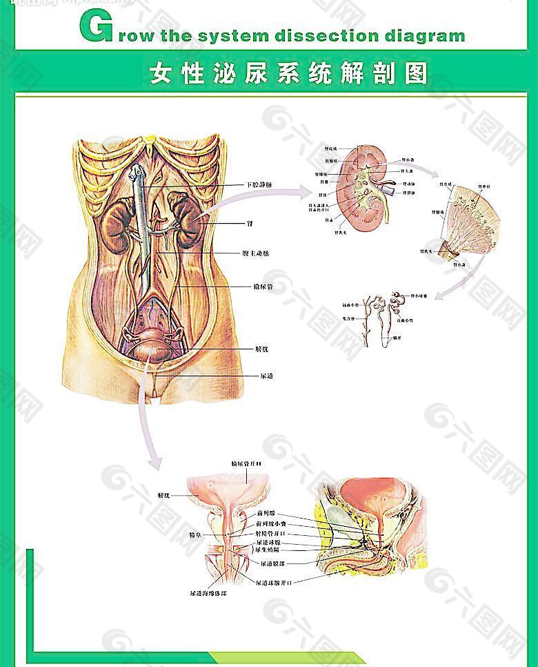 人体科普 女性泌尿系统图片