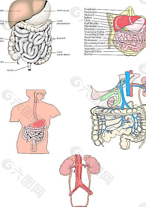 矢量人体消化系统解剖图图片