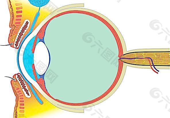 眼球剖面图图片