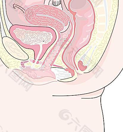女性生殖系统剖面图图片