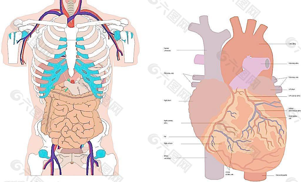 人体器官左侧分位图图片