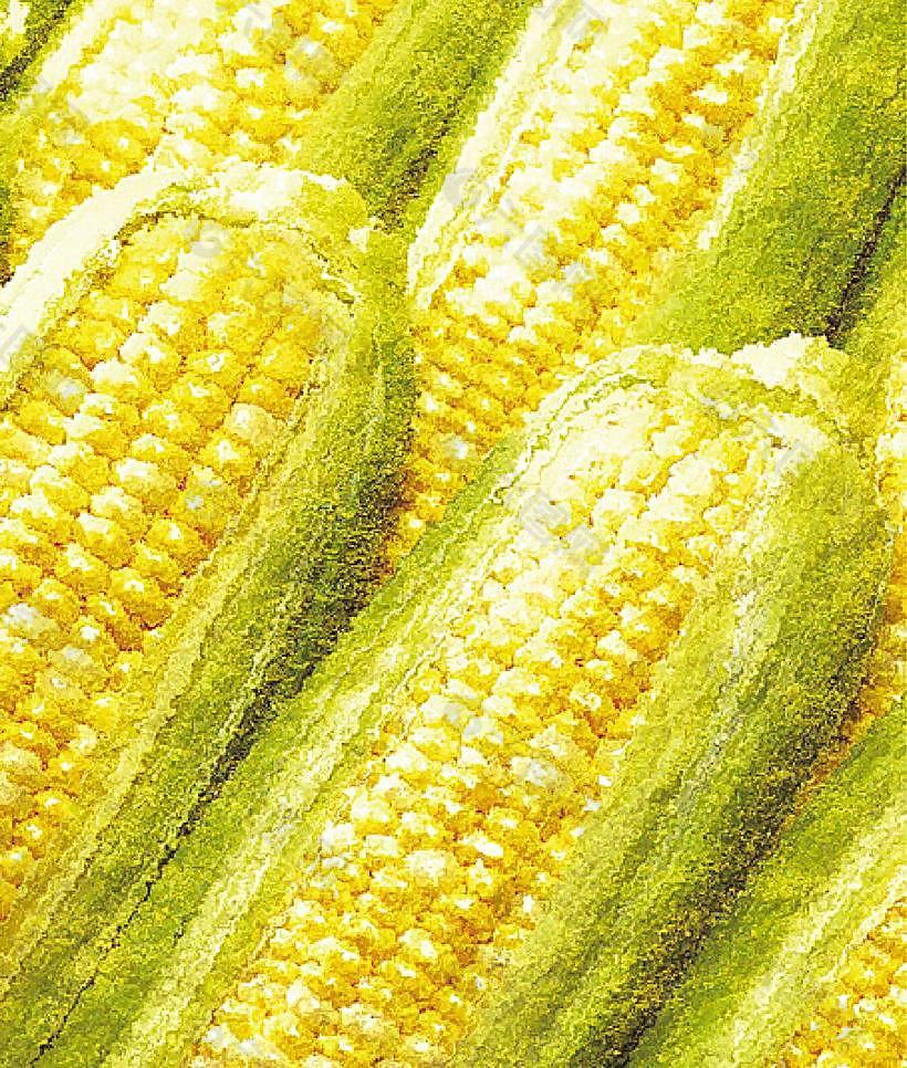 玉米水彩画图片