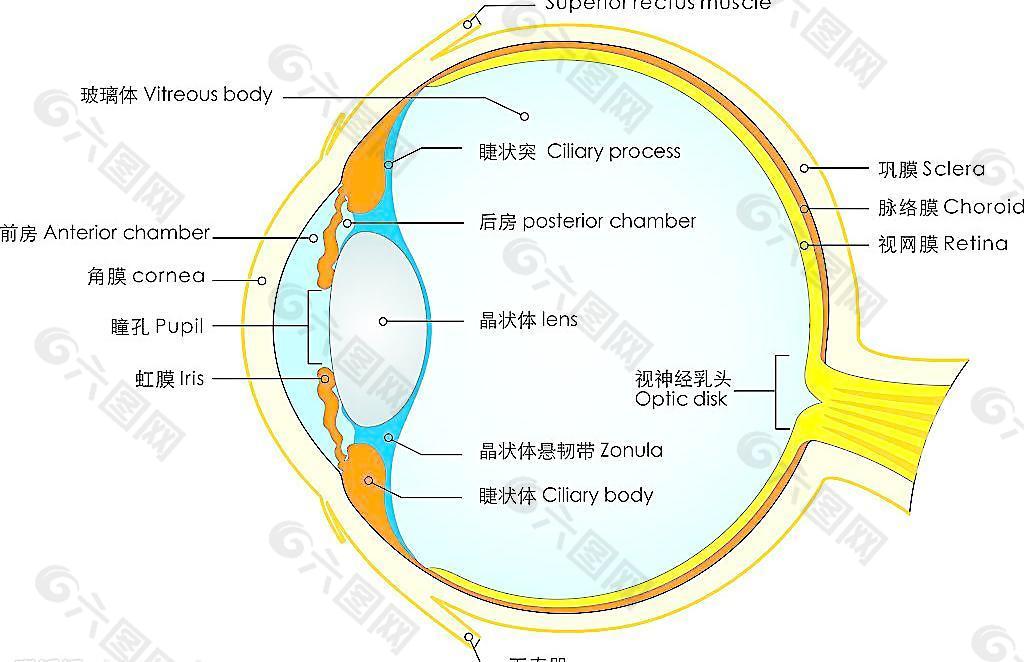 眼球结构图图片