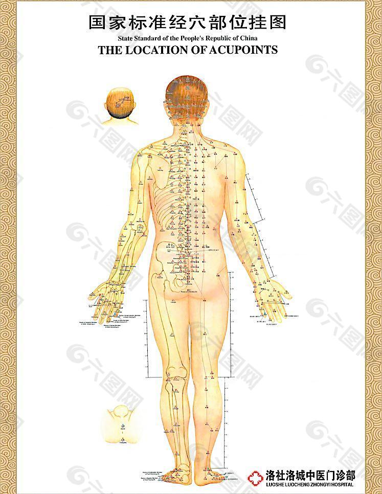 人体背面经络穴位图图片