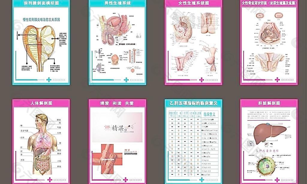 人体解剖图与生殖器官解剖图图片