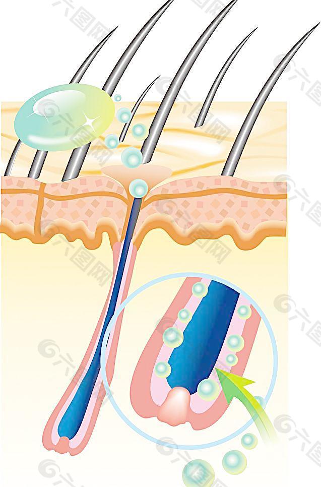 矢量头发头皮组织图片