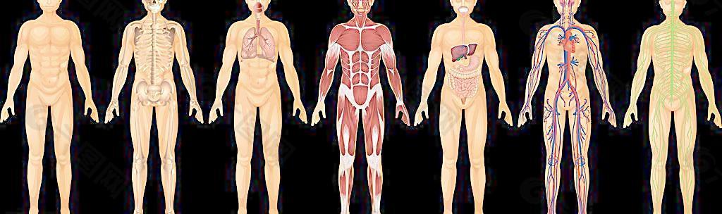 人体解剖图图片