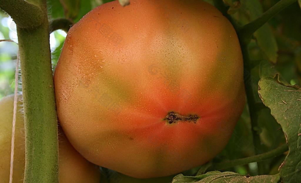 番茄酸腐病症状图片图片