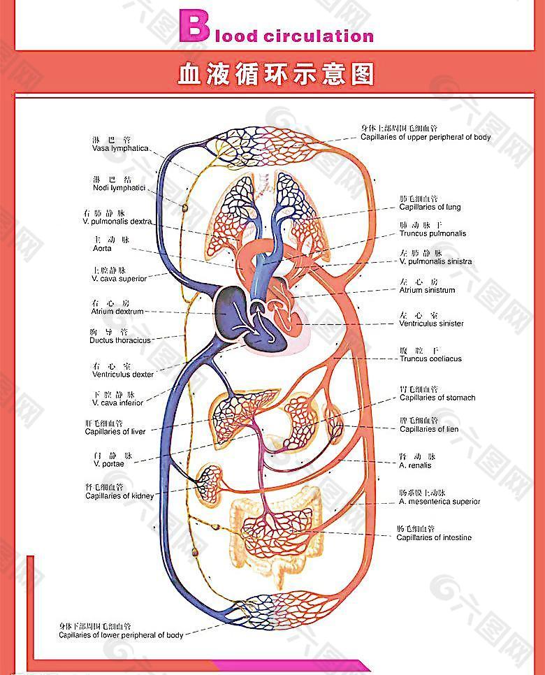 人体科普图 血液循环（示意图为位图）图片
